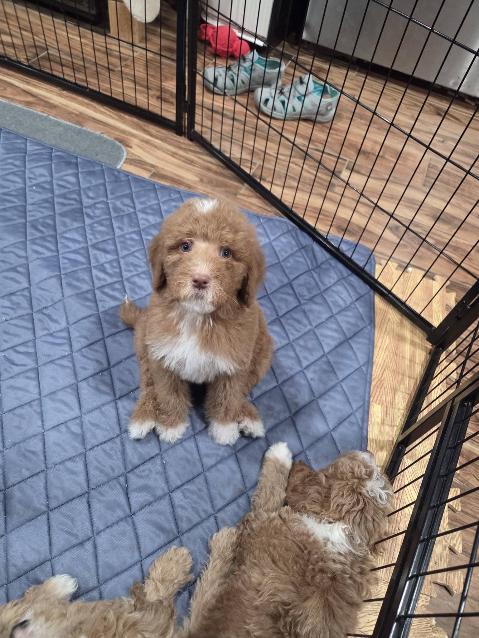 Goldendoodle with beautiful eyes