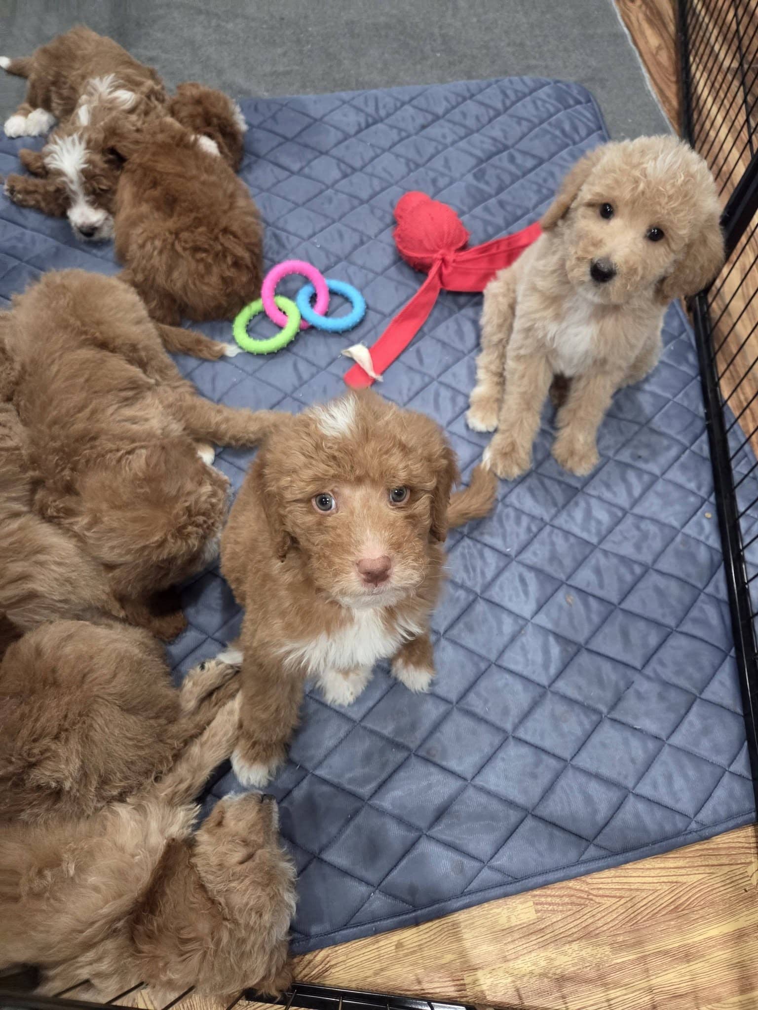 Goldendoodle puppies