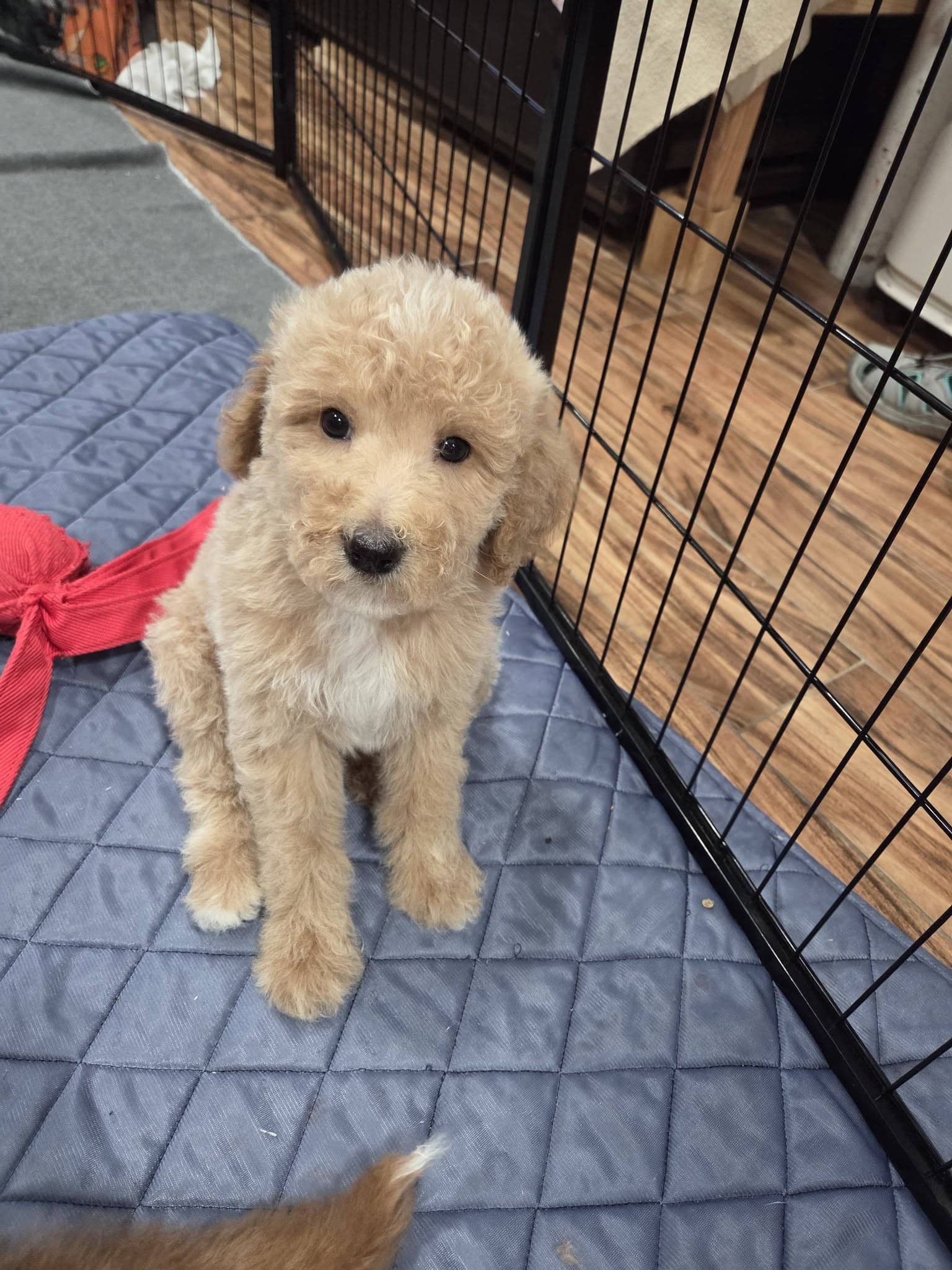 Goldendoodle puppy